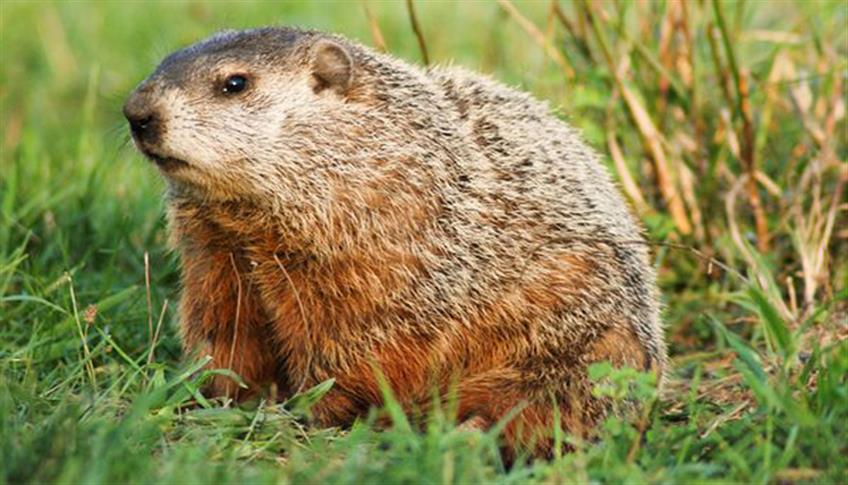 Il 2 Febbraio è il Giorno della Marmotta Il 2 Febbraio è il Giorno della Marmotta